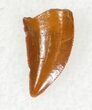 Small Beautiful Raptor Tooth From Morocco - #20695-1